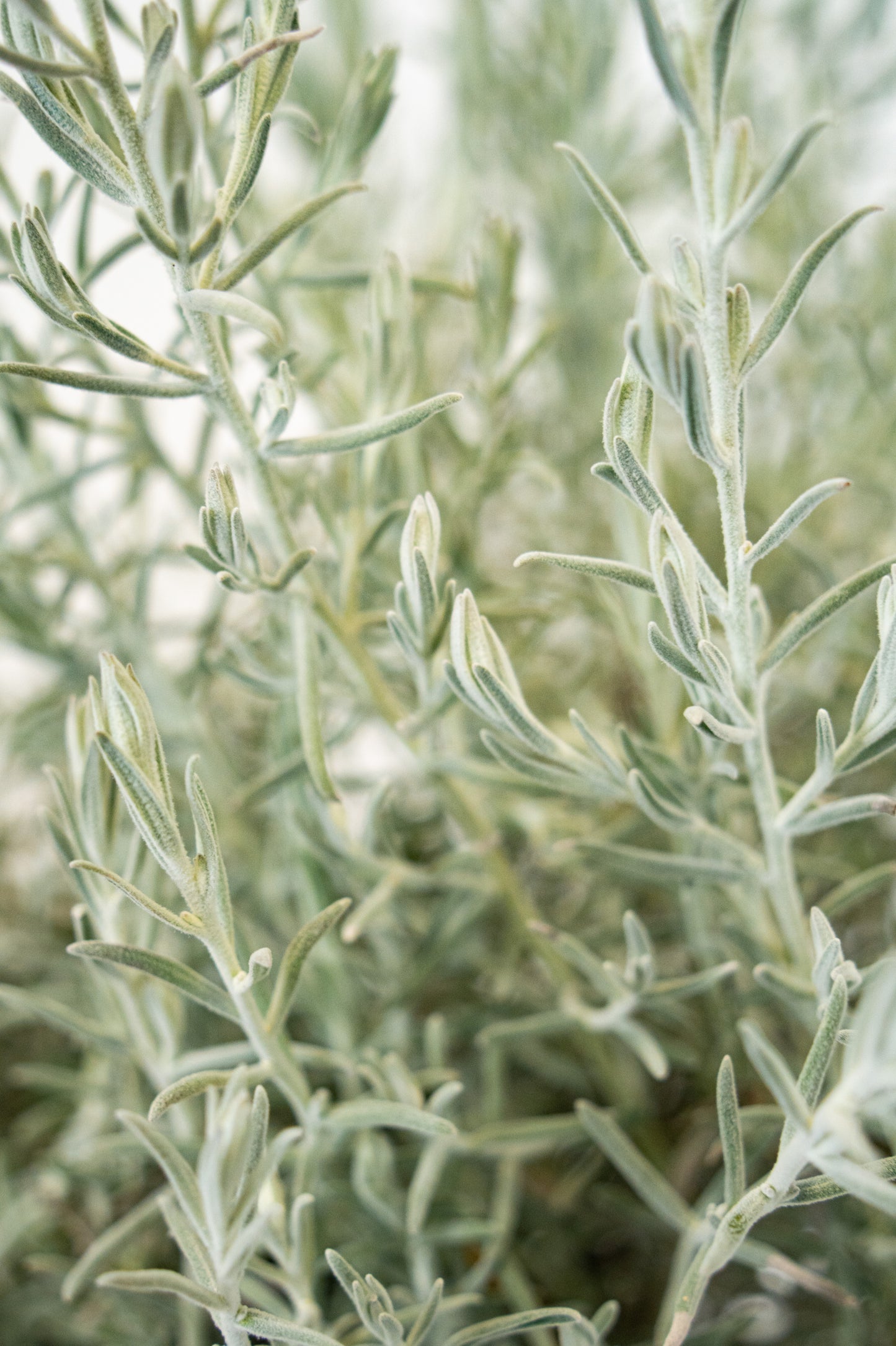 Eremophila Nivea