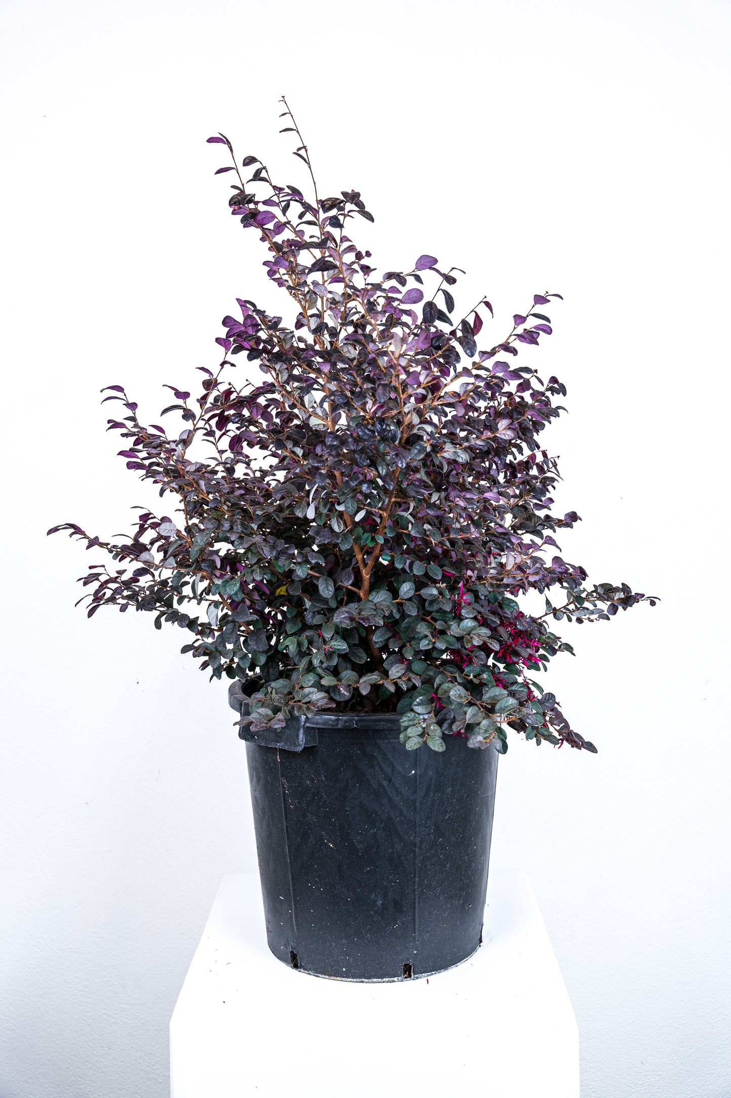 Loropetalum chinense