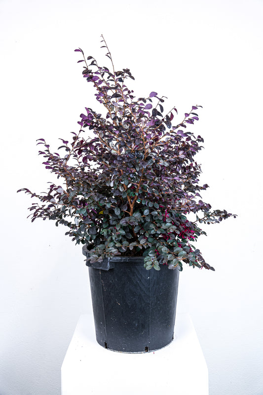 Loropetalum chinense
