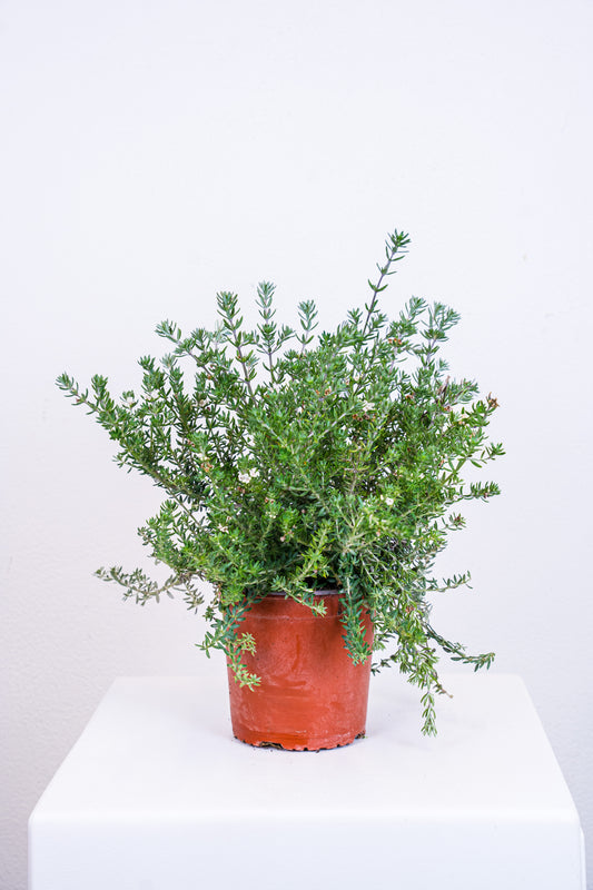 Westringia fruticosa sempreverde