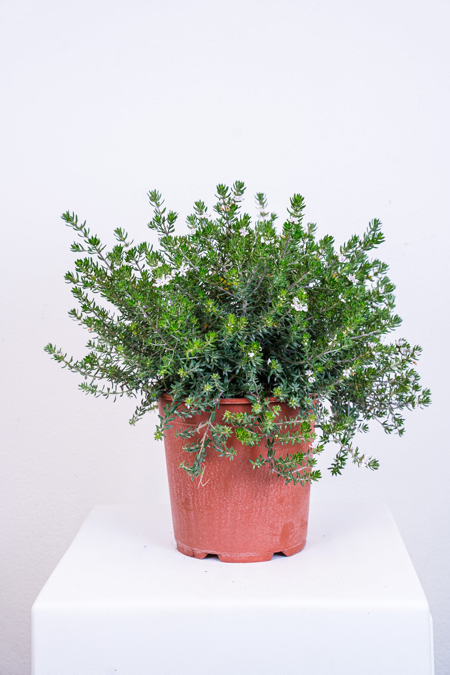 Westringia fruticosa sempreverde