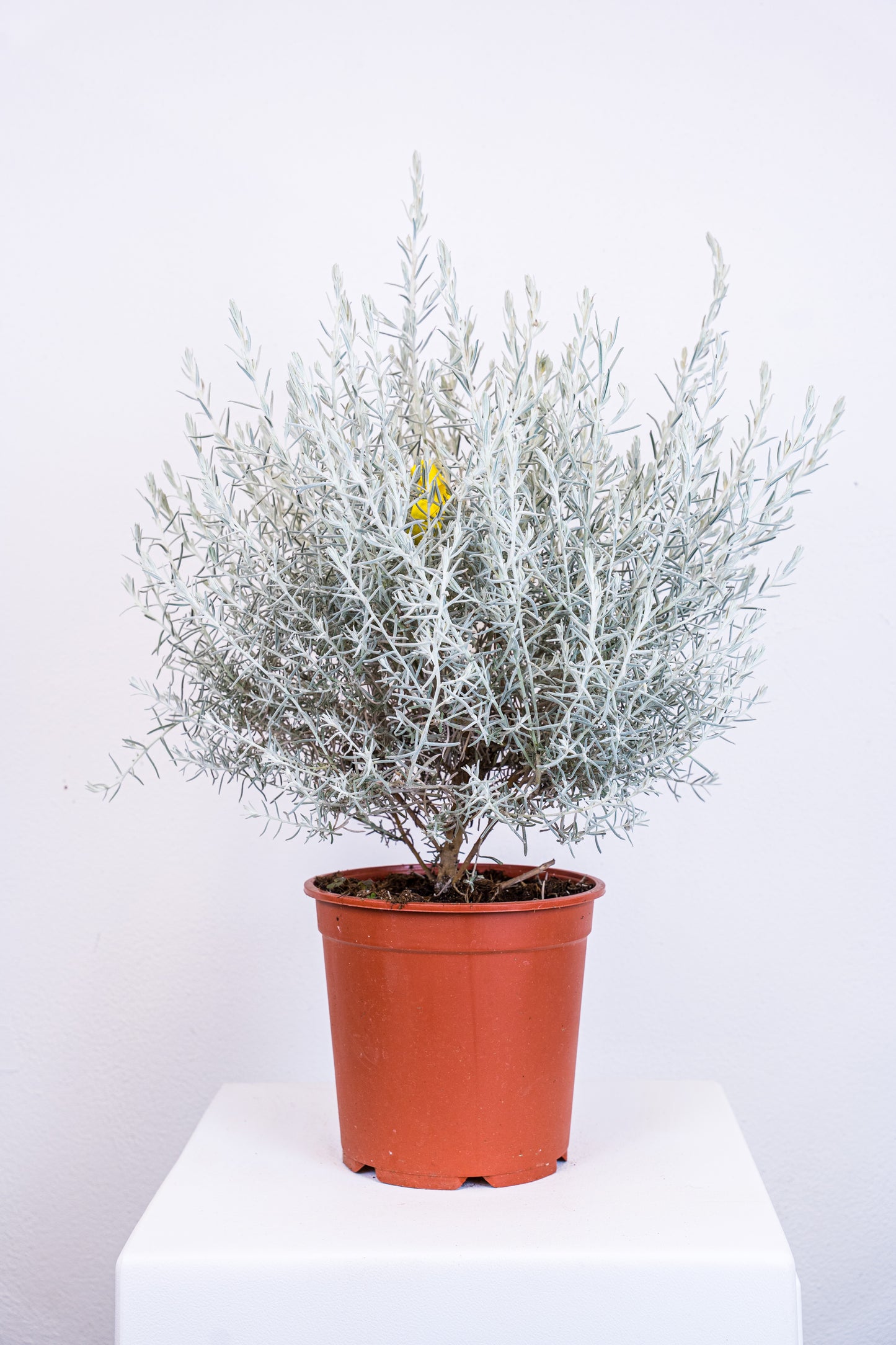 Eremophila Nivea