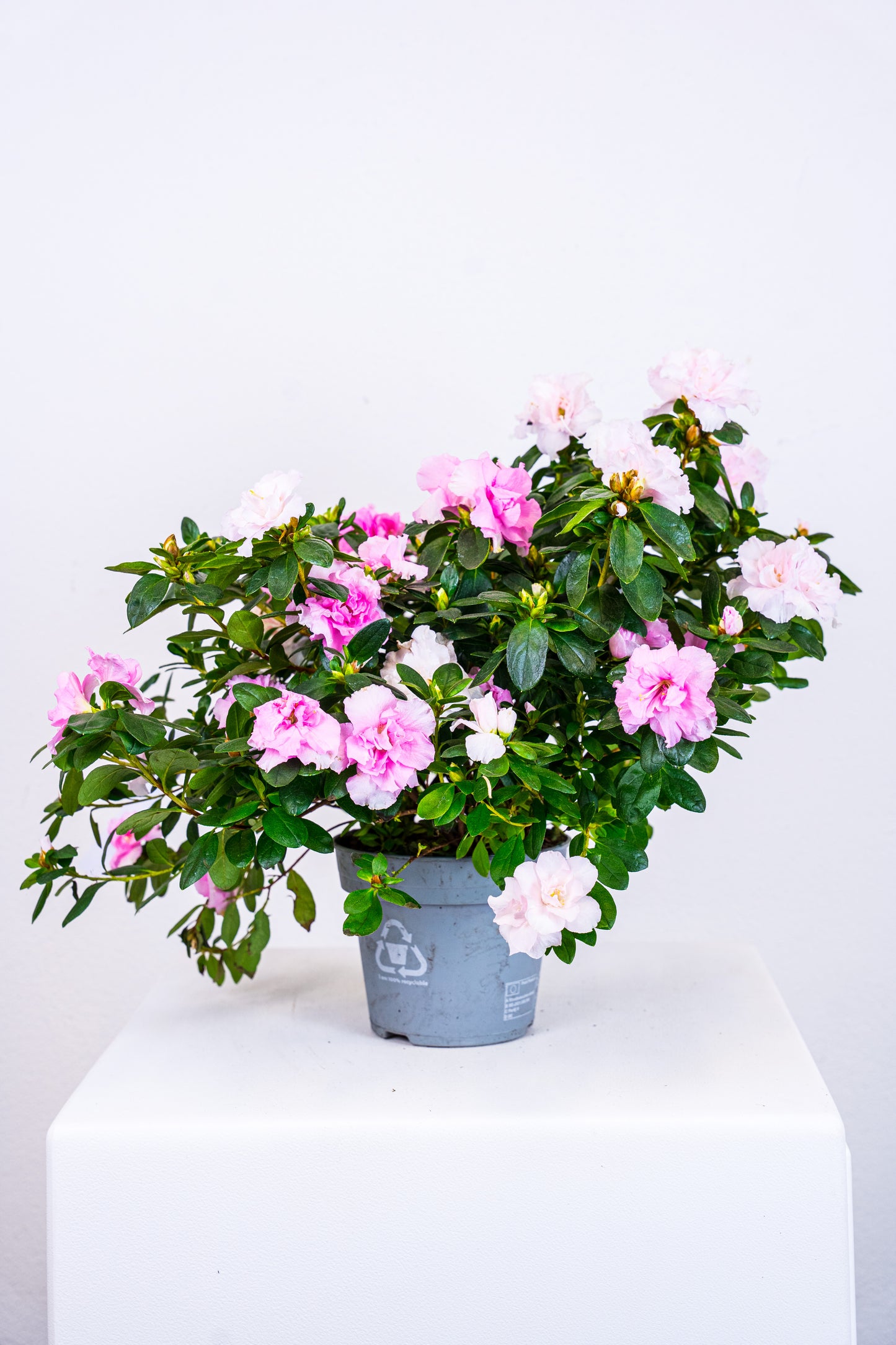 Azalea