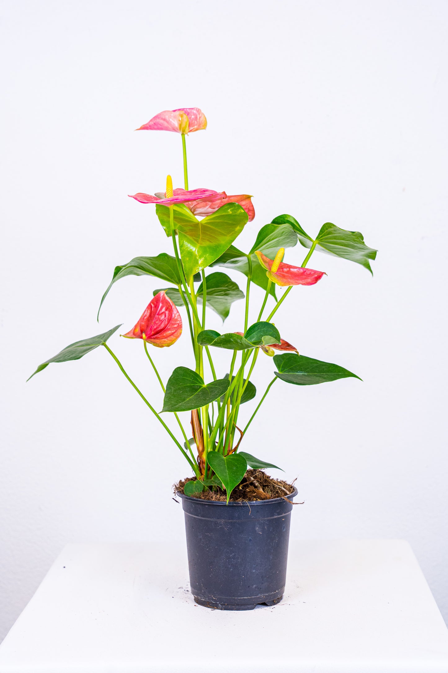 Anthurium