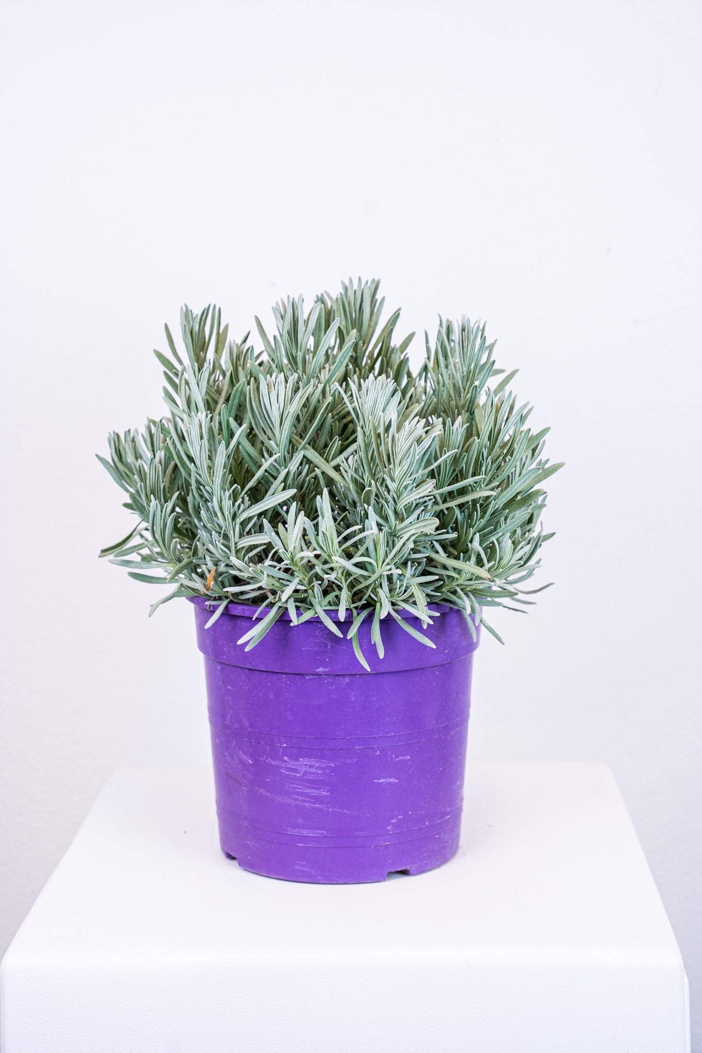 Lavanda angustifolia