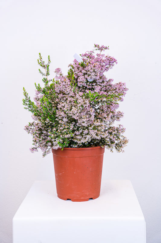 Erica caniculata