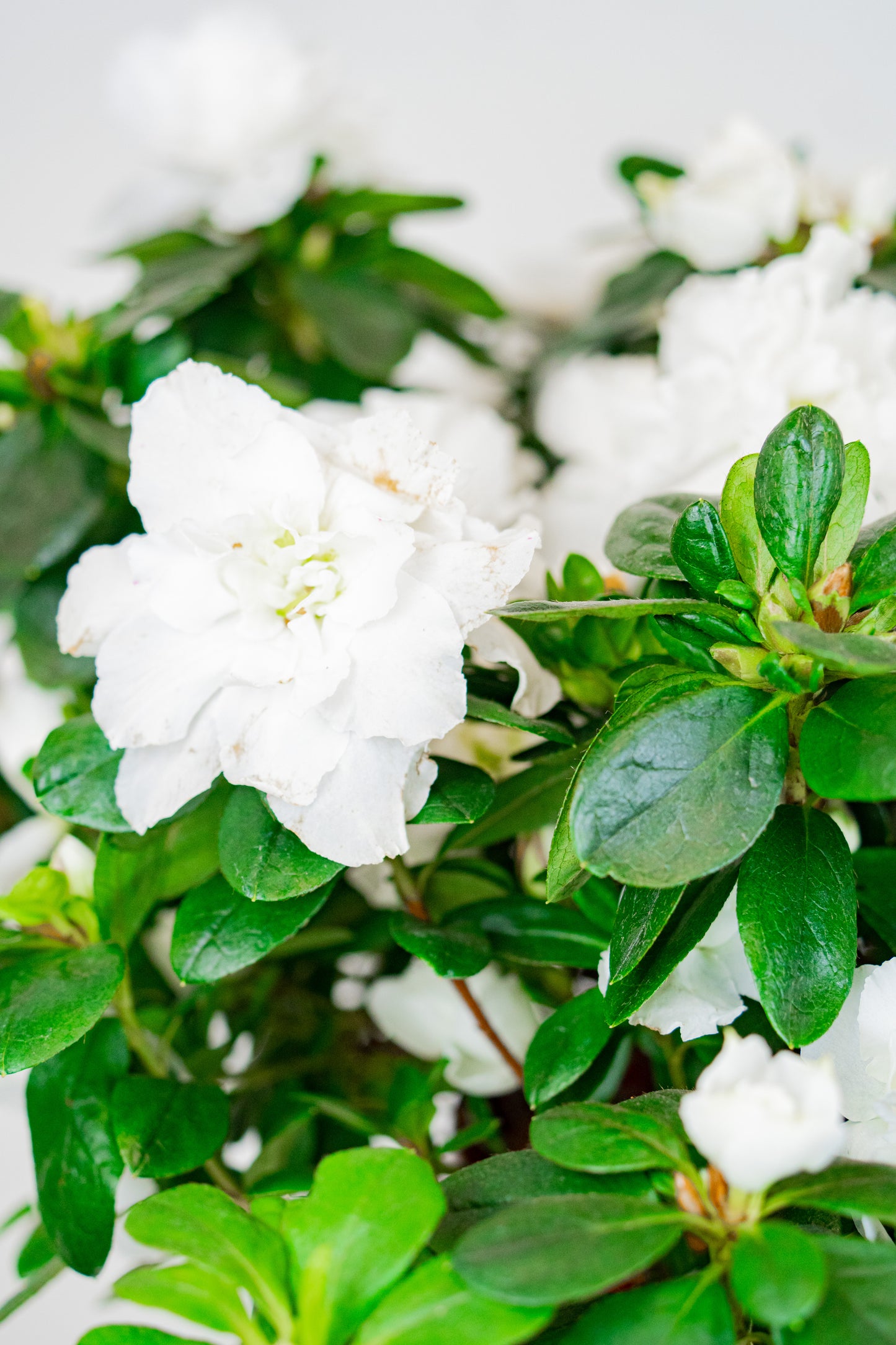 Azalea