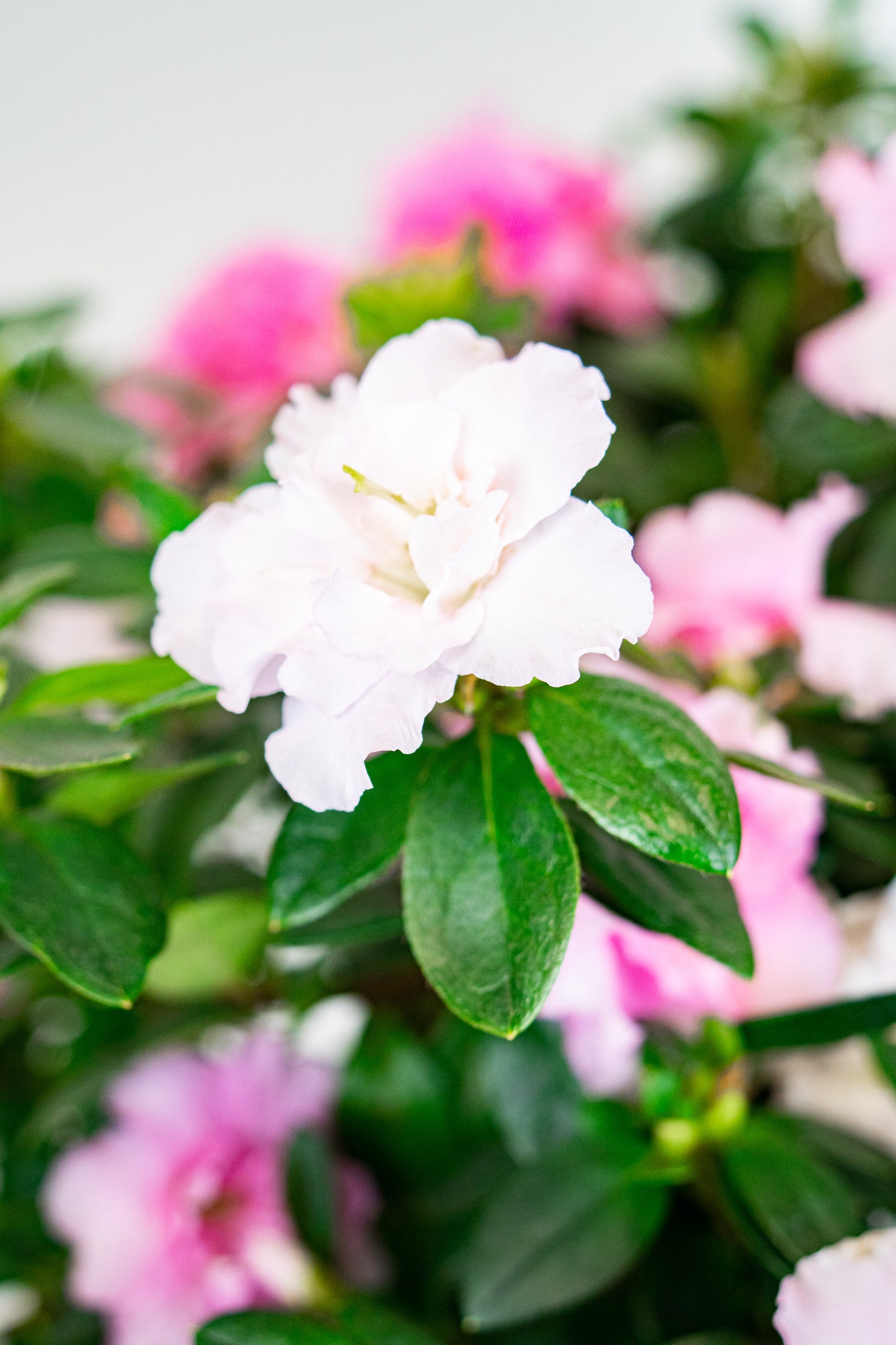 Azalea