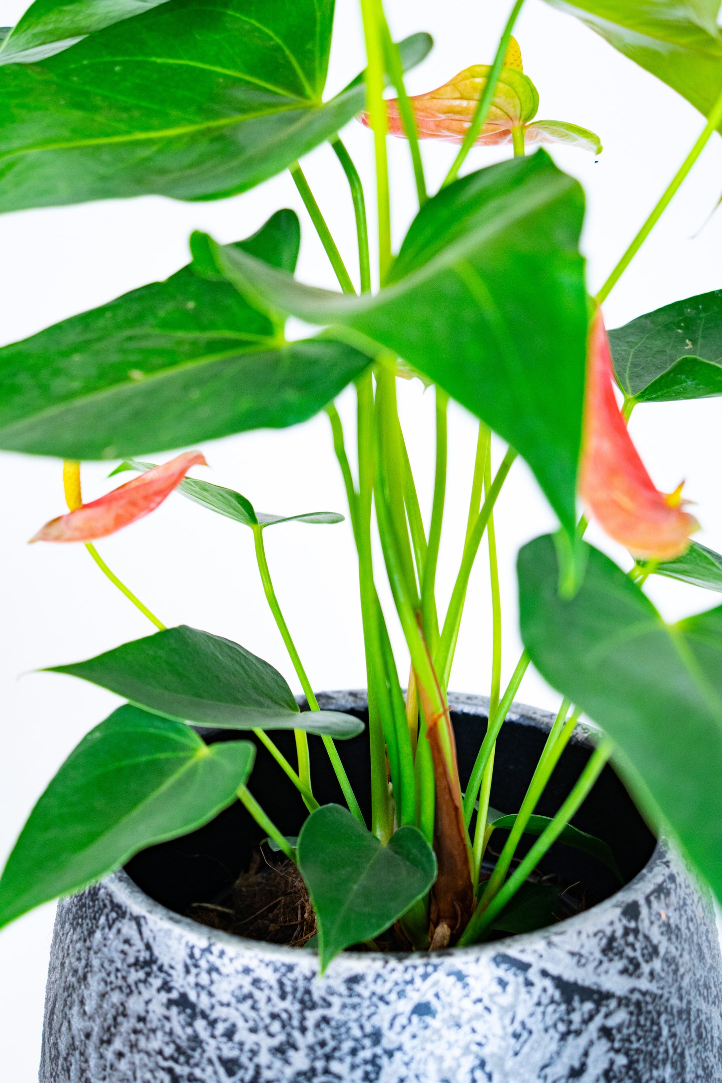 Anthurium