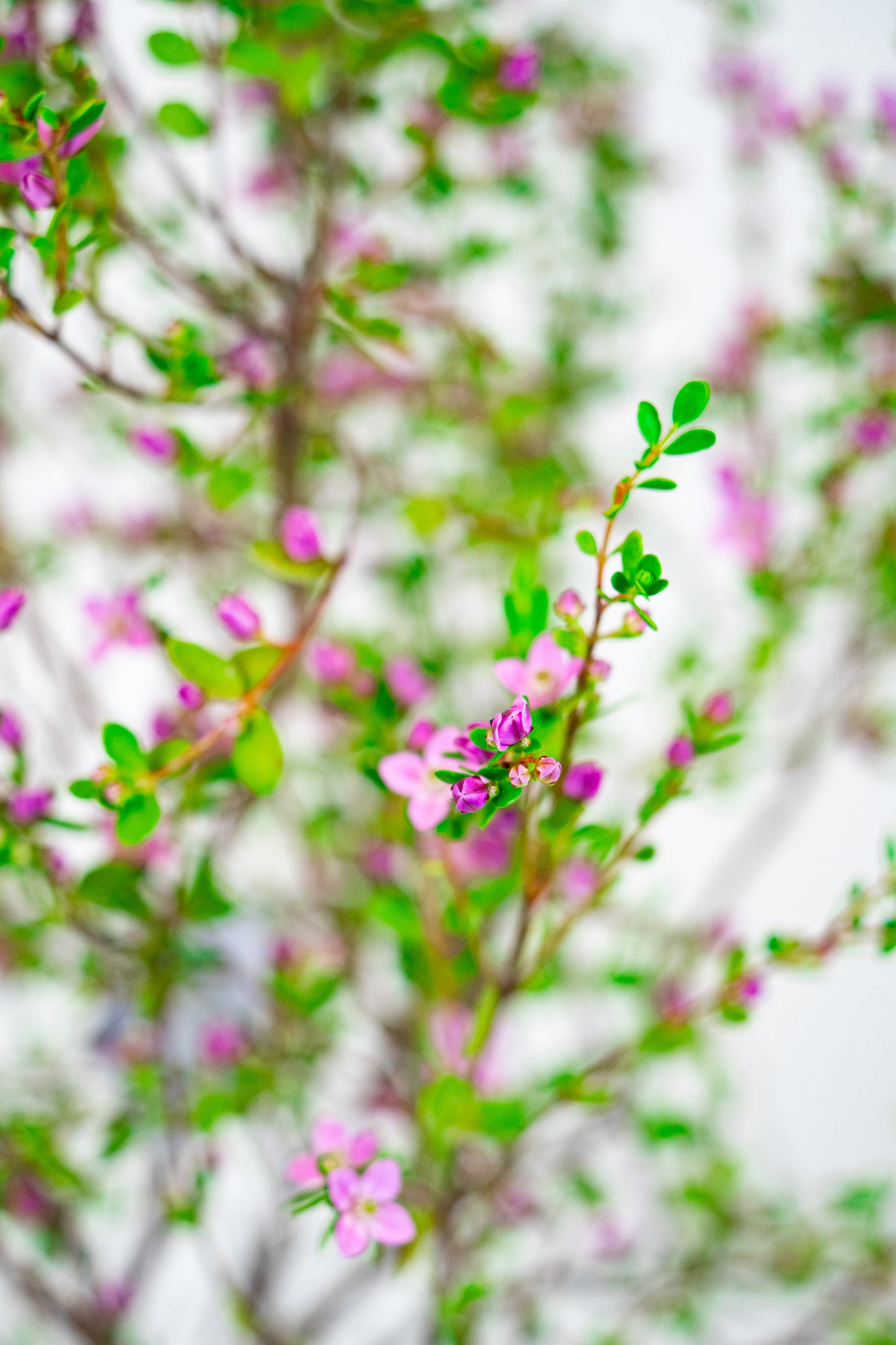 Boronia Crenulata