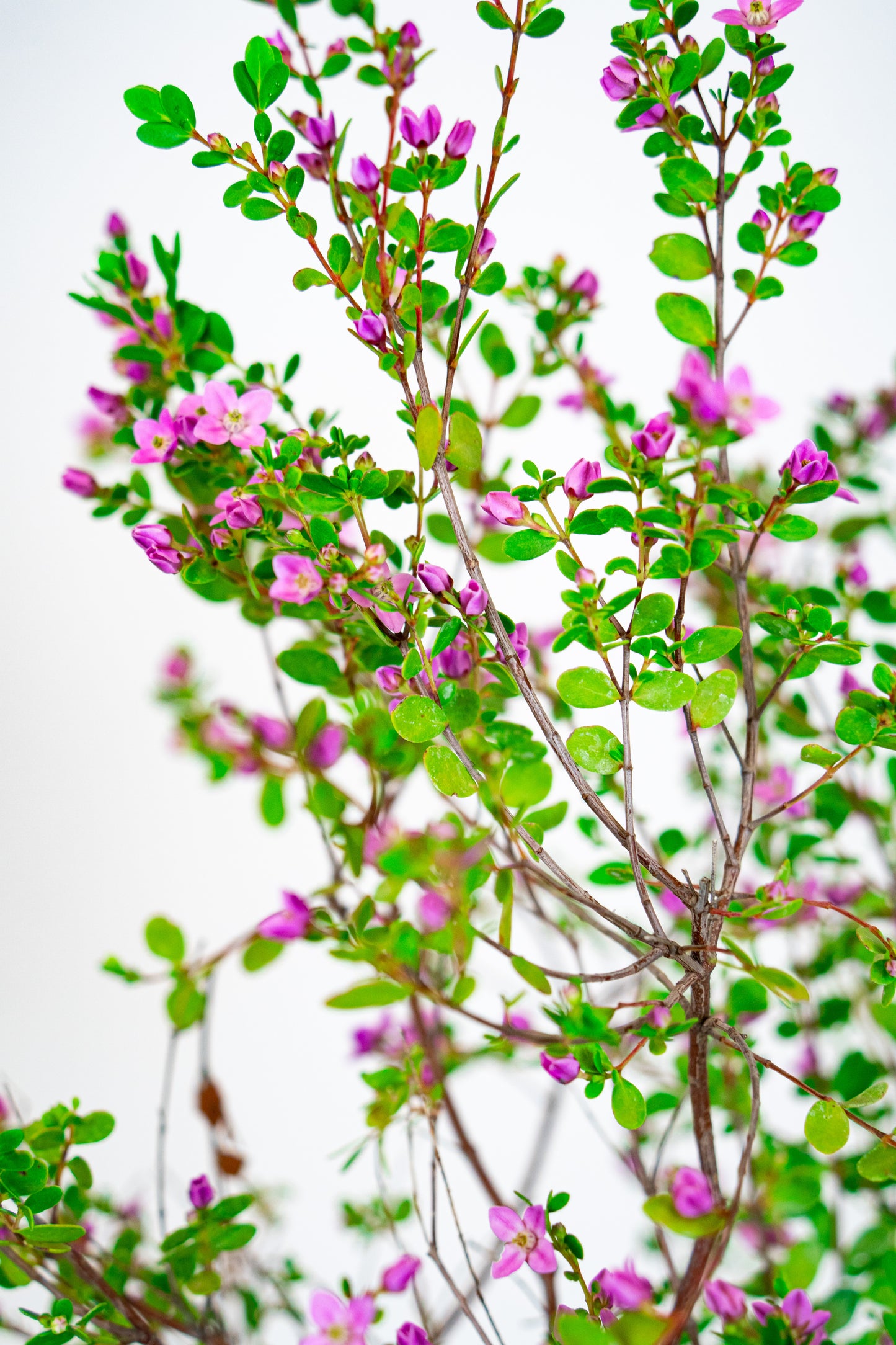 Boronia Crenulata