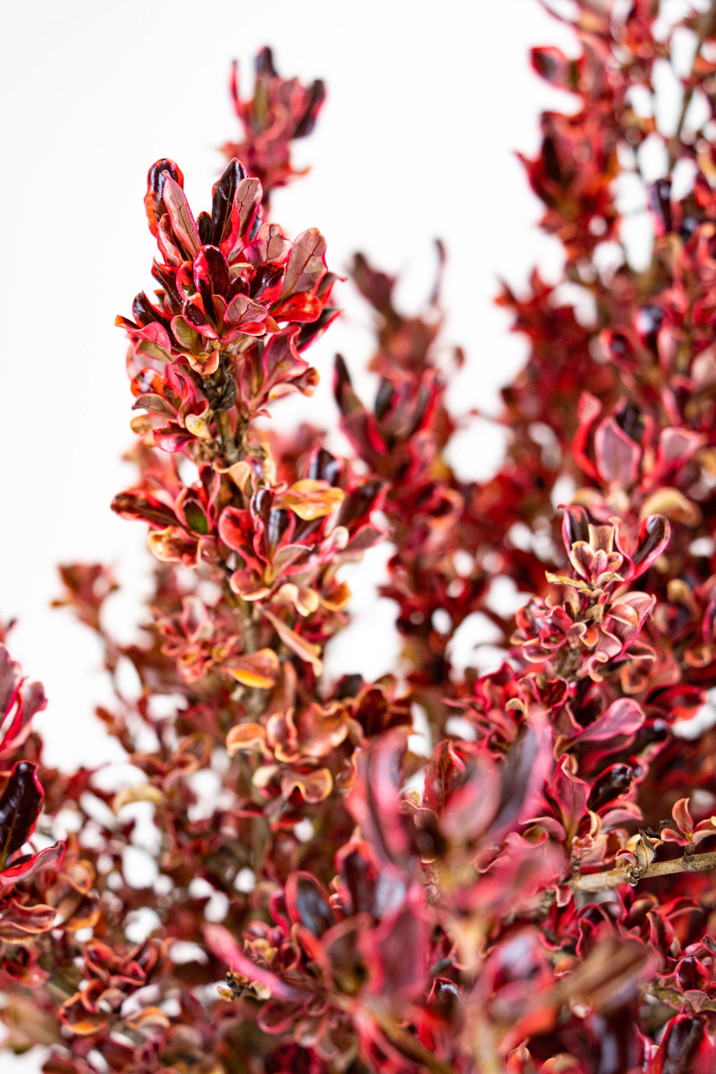 Coprosma repents
