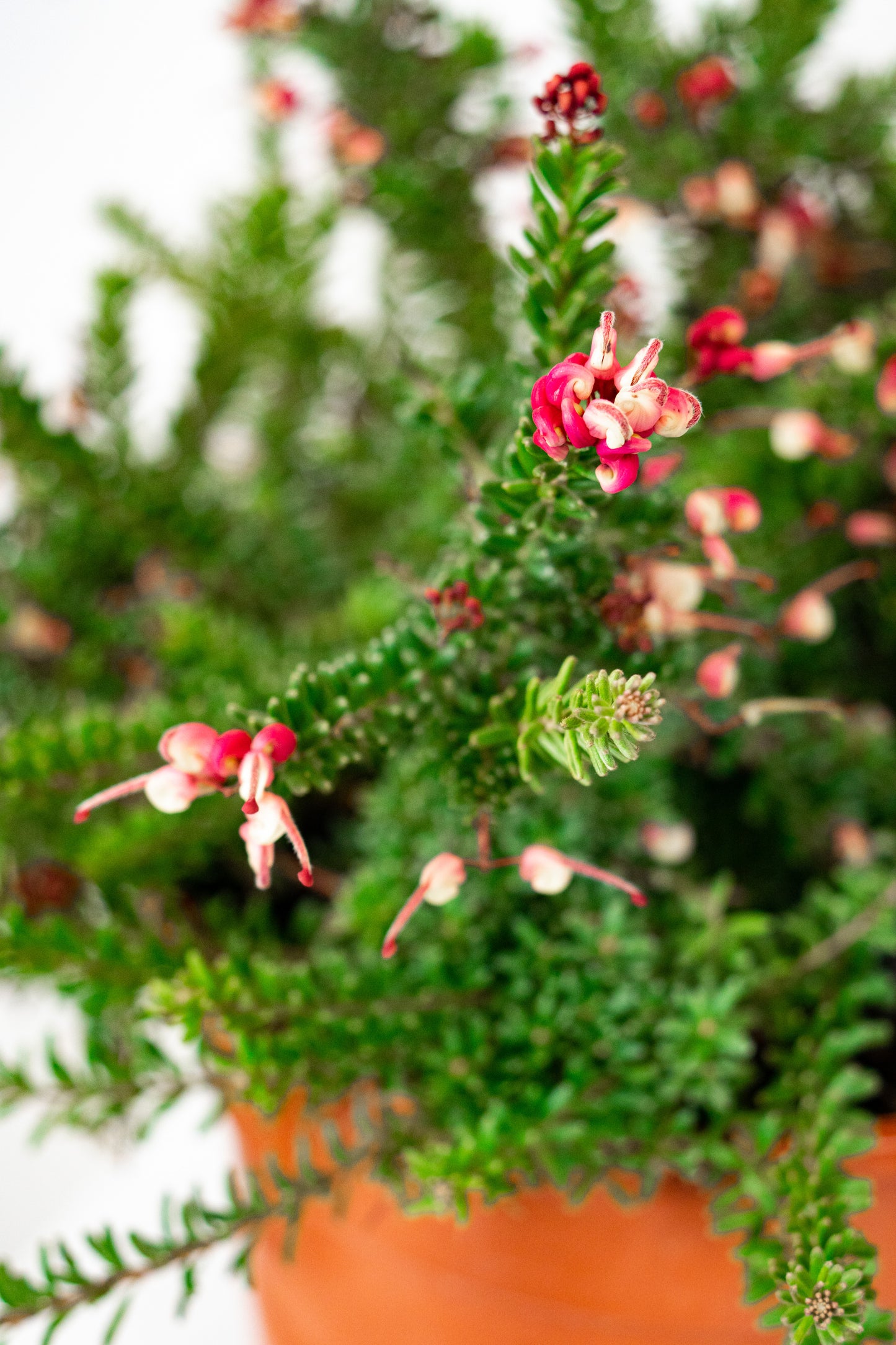 Grevillea tamboritha