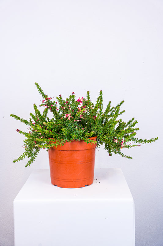 Grevillea tamboritha